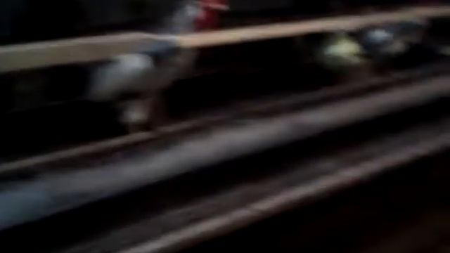 капуста для кур амрокс, леггорн долматинец, борковская борвистая, индийский бегунок. смотреть онлайн