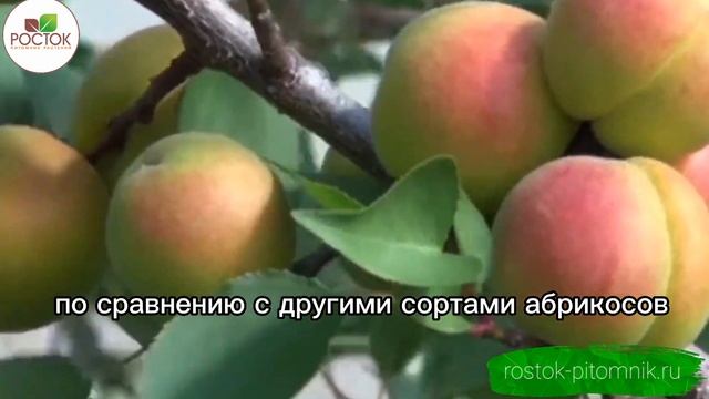 Набор плодовых саженцев для посадки осенью! смотреть онлайн