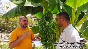 Банан дар Точикистон н.Кумсангир дарахти Папайя тарзи кори хосил ва Бизнес план