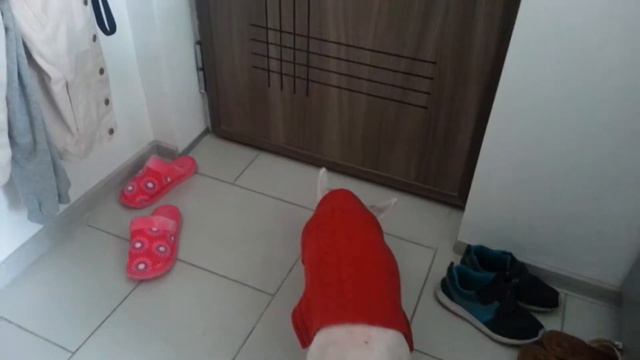 Primula video al Lui tobi смотреть онлайн