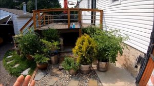 Arborvitaes "I Got Them Used"