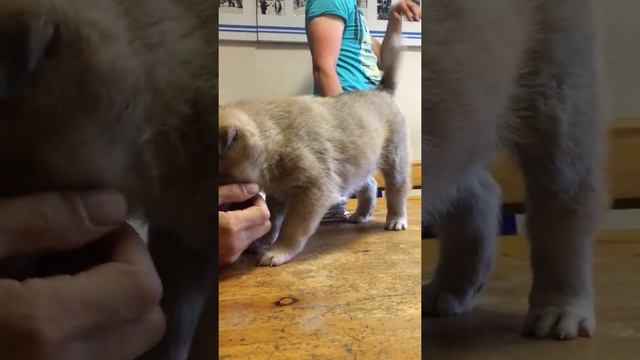 Щенок лайки, воспитание 1 смотреть онлайн