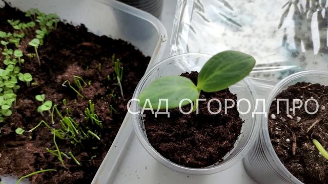 РАССАДА ТОЛСТАЯ И УРОЖАЙНАЯ, ПОЛИВАЮ ЕЁ ЭТОЙ НАСТОЙКОЙ!