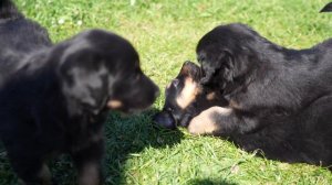 Hovawart puppies having an argument