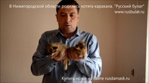 В Нижегородской области родились котята каракала