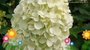Гортензия метельчатая. Краткий обзор, описание hydrangea panniculata magical matterhorn