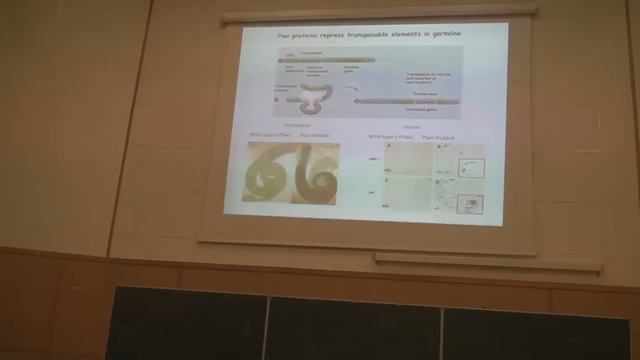 Dr. Alexey Aravin Lecture at the First Open Institute for Regenerative Medicine for Young Scientist смотреть онлайн