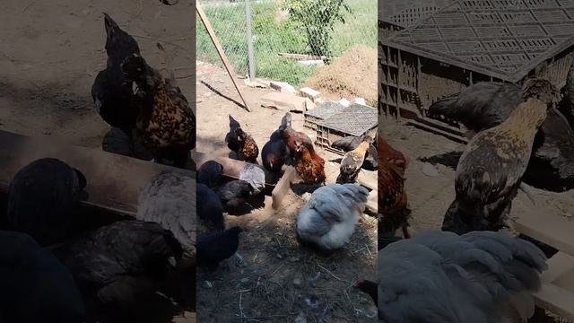 Обзор Джерсов, Маранов. Как и чем я пытаюсь избавиться от красного куриного клеща. смотреть онлайн