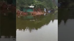 курица умеет летать