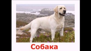 Презентация 'Домашние животные ' Обучающее видео для детей