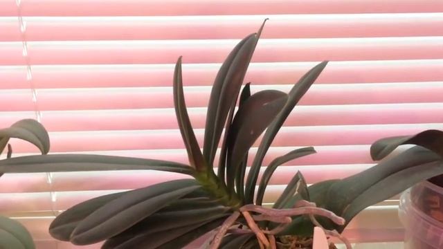 Продолжение 3 -Как заставить орхидею цвести начинаем пробовать последние способы смотреть онлайн