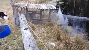 Вольер для нутрий