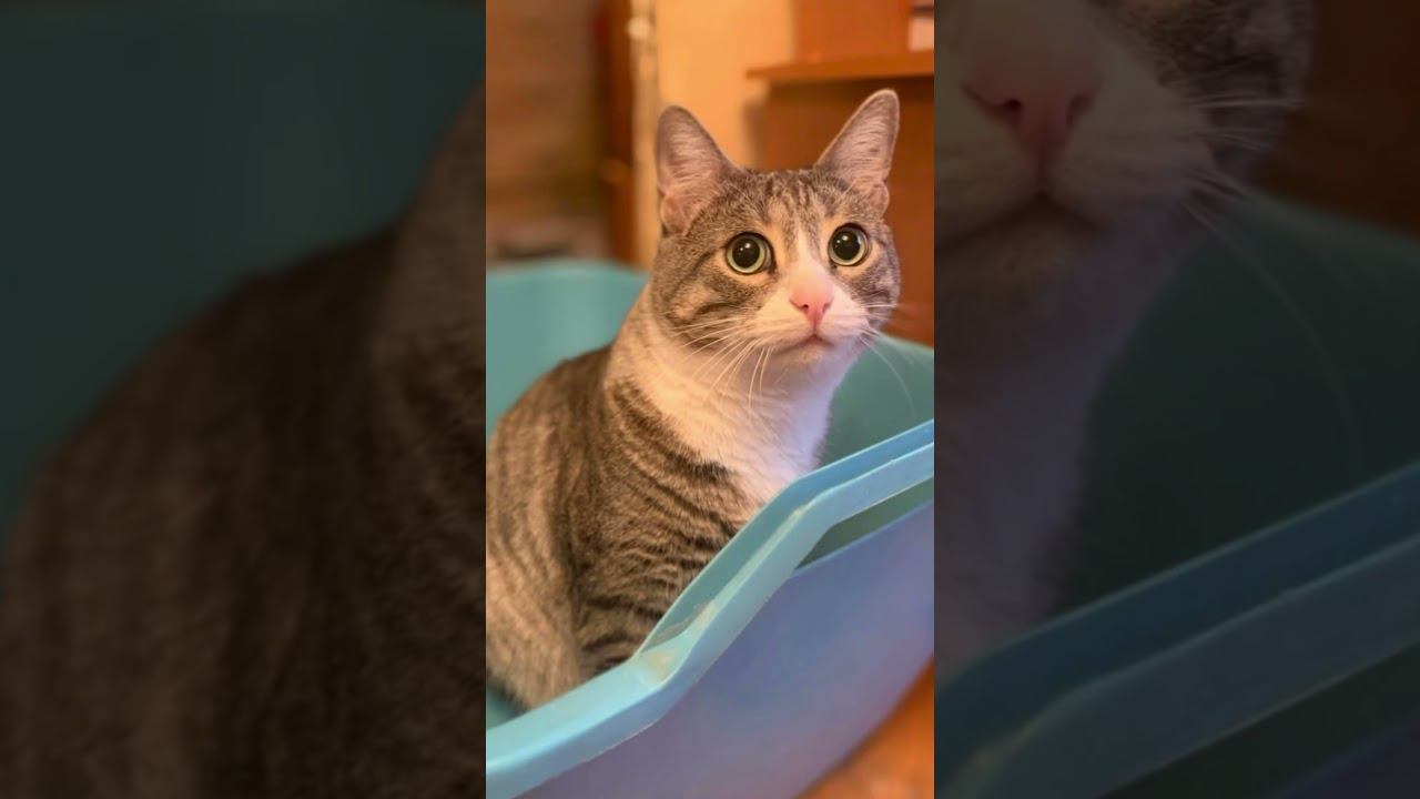 Лайк, если красивый ❤️Тгк моего кота: keksickot #cat #аnimals #animal #кот #animalcat смотреть онлайн