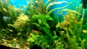 Каркасный аквариум 270 литров (своими руками) с рыбками и растениями