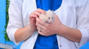 Hello Kitty спасла бездомного котёнка! Лайфхаки для владельцев животных! Из ботанши в Hello Kitty!