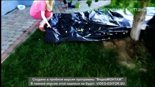 Шелковица Белая