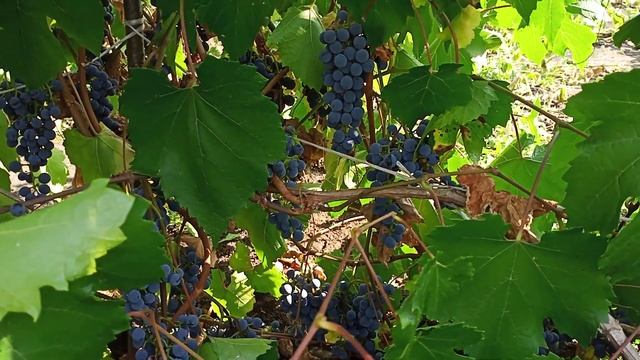 Башкирский виноград, сорт Карагай Первая часть смотреть онлайн