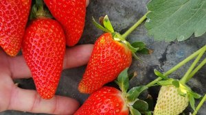 Сезон выгонки рассады на носу