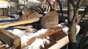 Кролики Фландр | О породности моих кроликов | Показываю и рассказываю