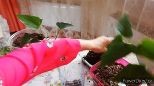 АНТУРИУМ ПЕРЕСАДКА в домашних условиях.