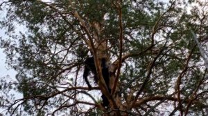 Как быстро забраться на дерево, установка ловушек.? Пчеловодство для начинающих.