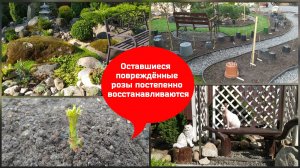 Оставшиеся повреждённые розы постепенно восстанавливаются.