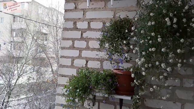 Цветущий балкон засыпает снежком смотреть онлайн