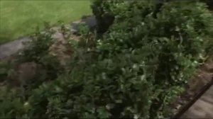 Илья Васецкий в Школе Ландшафтного Дизайна. Выпуск 1.mp4