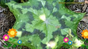 Подофиллум щитовидный Калейдоскоп. Краткий обзор, описание podophyllum peltatum Kaleidoscope