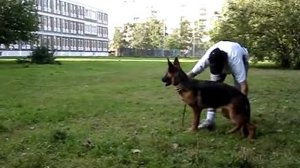 Юрай Хип (29.08.13) 6 месяцев Немецкая Овчарка,щенок