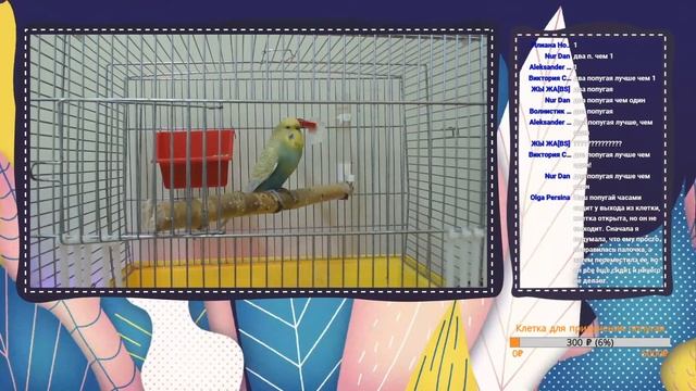 СТРИМ On Line Ответы на вопросы о волнистых попугаях