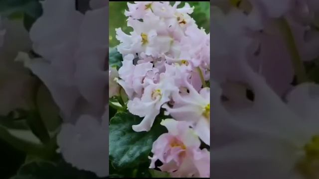 ФИАЛКА KZ- ДАНОЧКА НАВЕРНО ЭТО МОЙ РАЙ смотреть онлайн