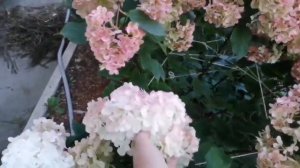 Как ПРАВИЛЬНО связать ГОРТЕНЗИИ, если они развалились после ливня, советы и опыт Евгении