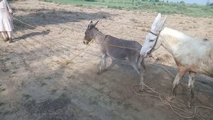 Коні Ваговози.Жеребець на Паровку.Привезли лошицю з Бачача.Коні Тернопільщини