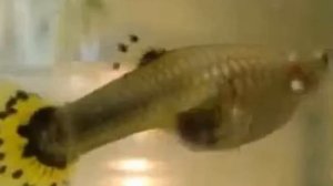 Как узнать беременна ли живородка? (гуппи, молинезия, пецили, меченосец) Когда ей рожать?