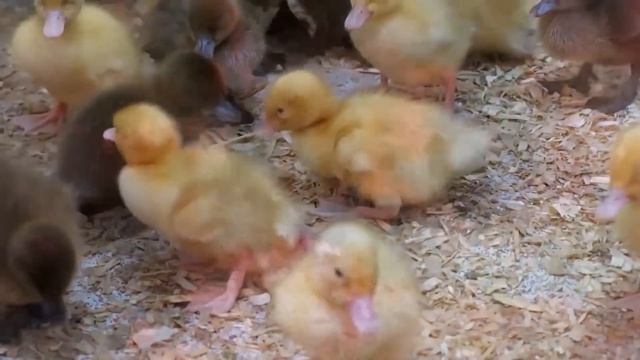 10 Most Shocking Animal Mutations смотреть онлайн