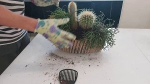 Садик из Кактусов и Рипсалис суккуленты