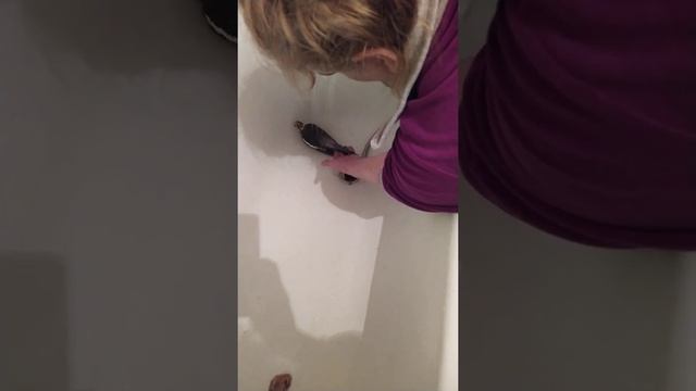 Купание кореллы Гошки в ванной. Корелла под душем. смотреть онлайн