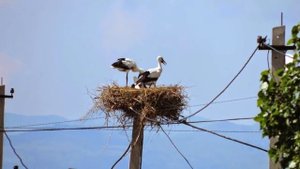 СОННИК - К чему видеть во сне АИСТА?