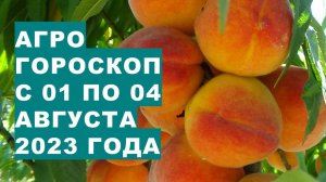 Агрогороскоп с 01 по 04 августа 2023 года. Агрогороскоп з 01 по 04 серпня 2023 року