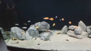 Цихлиды малави мбуна