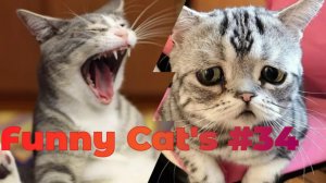 Смешные коты #34.mp4