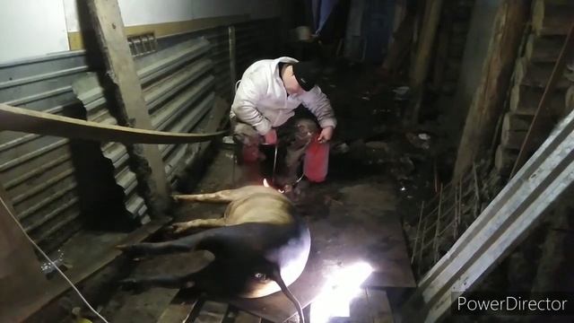 Забой свиньи мясом 90 кг 3 ноября 2020 г. смотреть онлайн