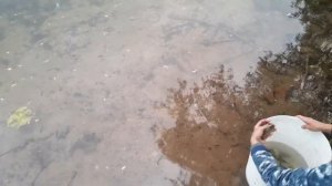 Спасение карасей из высохшего водоема . Удмуртия Ижевск Тарелка .