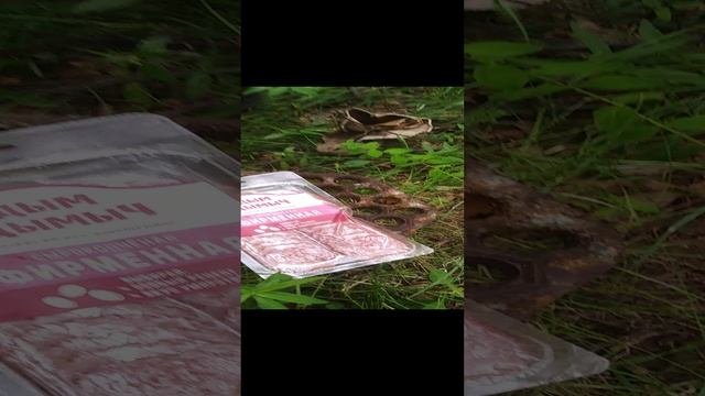 Металлокоп, копаем металл