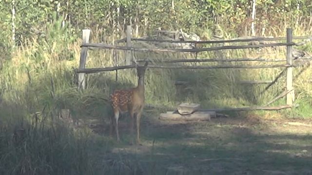 brpclub.ru  сыкливая олениха!!! смотреть онлайн