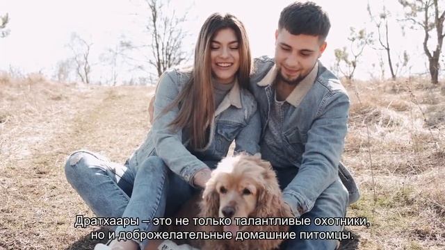 Дратхаар или немецкая жесткошерстная легавая смотреть онлайн