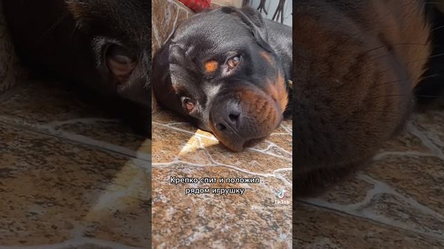 Крепкий сон ротвейлера смотреть онлайн