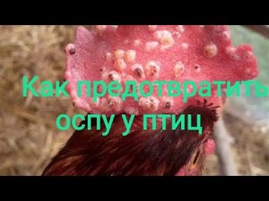 ОСПА птиц//Профилактика и лечение оспы//Польза йода.