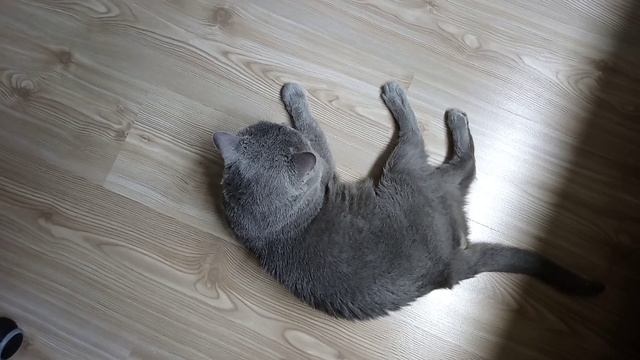 Ленивый кот Тихон смотреть онлайн